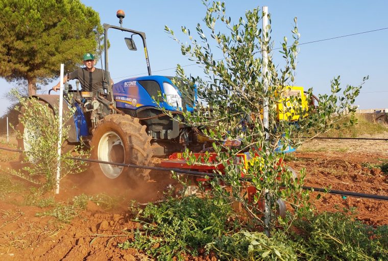 Innovazione e Tradizione nella Coltivazione Olive nel Salento